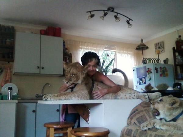 Two lions in kitchen (11)