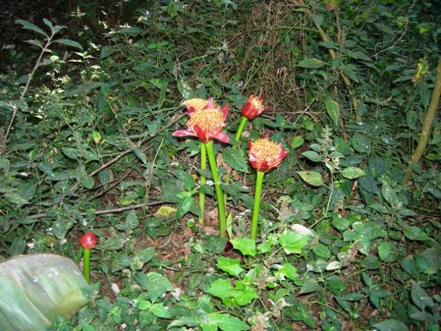 Scadoxus puniceus, or Paintbrush Lily.