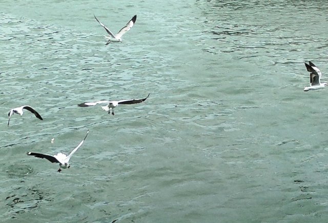 Gulls at Wilson's Wharf 1
