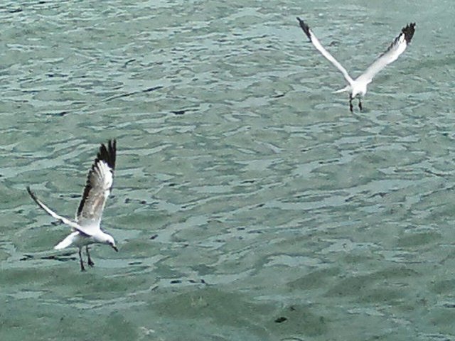 Gulls at Wilson's Wharf 3