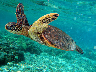 325px-Green_turtle_swimming_in_Kona_May_2010