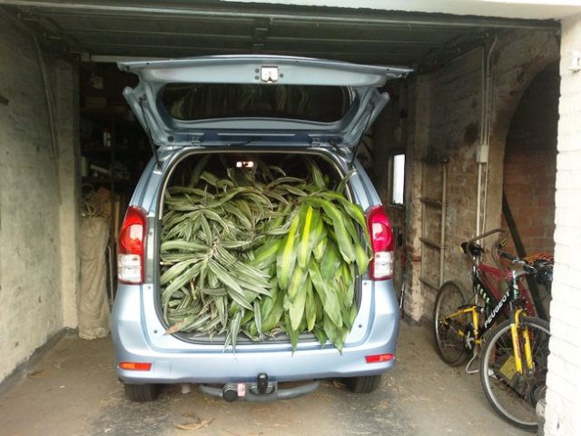 Among other things undertaken were the collection of a few Dracaenas - this is the first of two big loads! And, yes, that is my own trusty MB, once again increasingly brought into service after that annoying period of crutches and stuff.