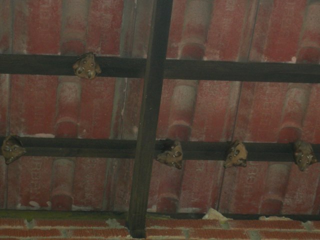 Bats in rafters 2