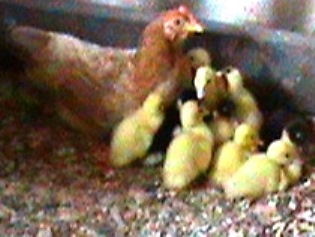 Hen and ducklings