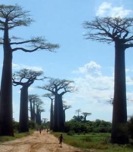 avenue_of_the_baobabs